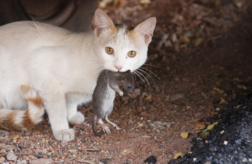 Кот-крысолов: основные варианты пород мышеловов