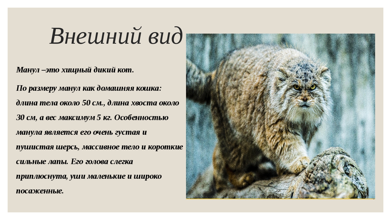 Внешность, характер и ареал обитания андской кошки
