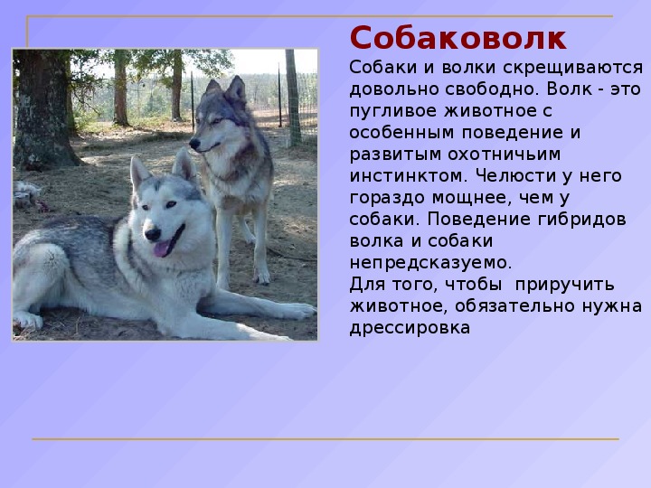 Как отличить волка. Волкособ Аляскинский. Отличие волка от собаки. Различия между собакой и волком. Волк и собака отличия.