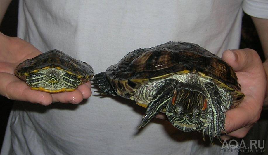 Сколько живут красноухие черепахи в домашних условиях