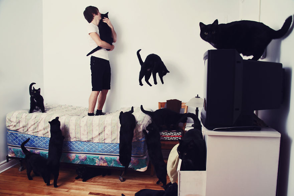 5 признаков того, что кошке не нравится гость квартиры