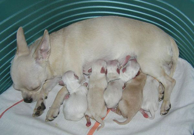 Сколько длится беременность у собак мелких и крупных пород