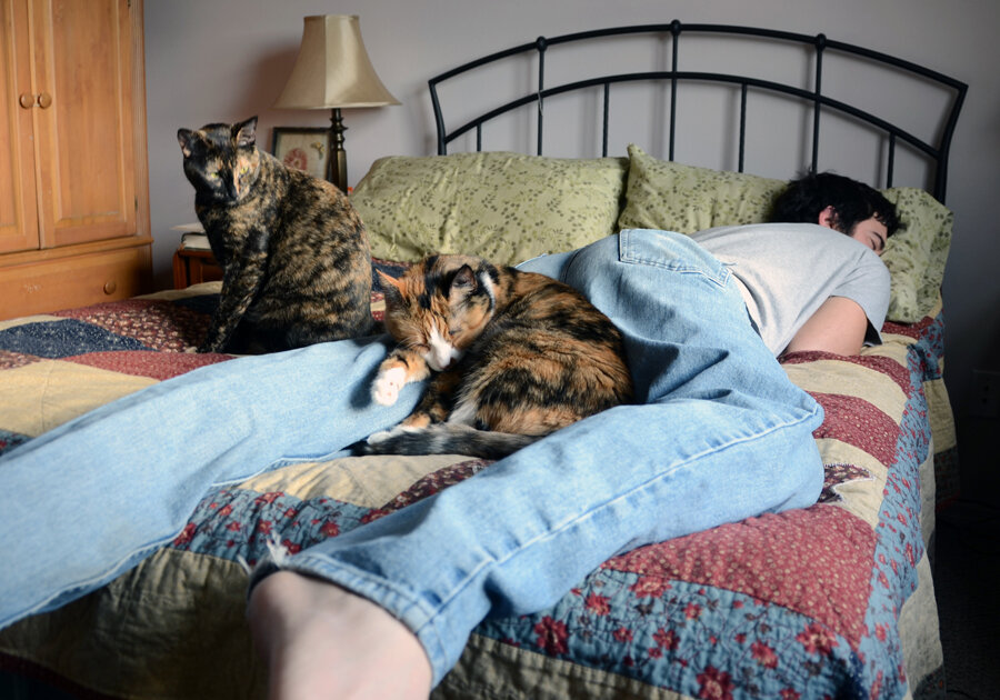 Кот спит: сколько часов в сутки и почему возле хозяина