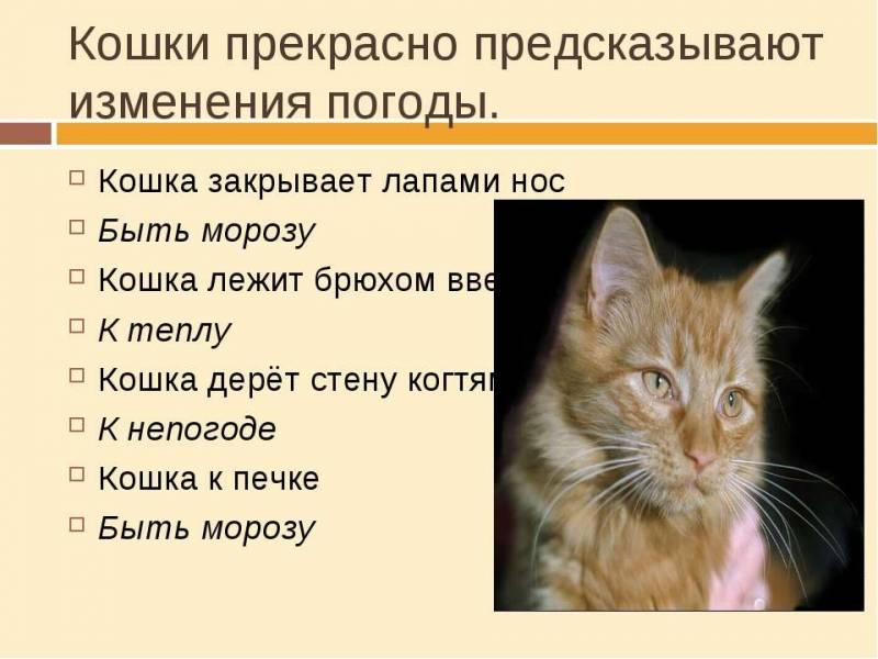 Приметы о кошках