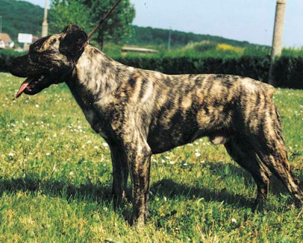 Азорская пастушья собака (Азорская овчарка, Сан-Мигельский фила)
