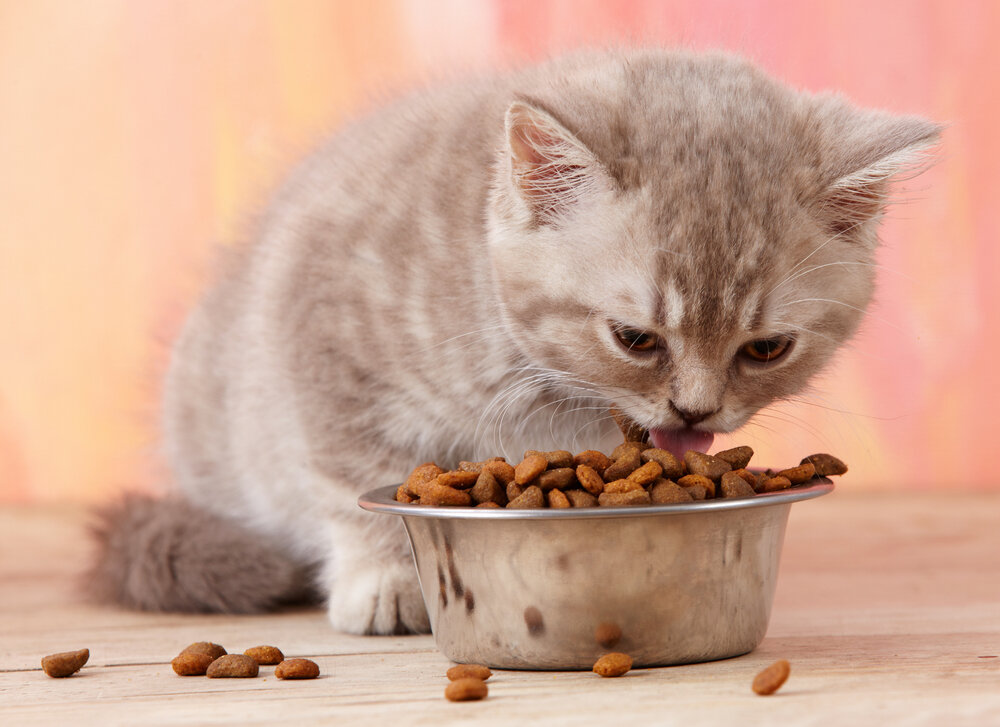 Как заставить кота есть, если он отказывается от еды