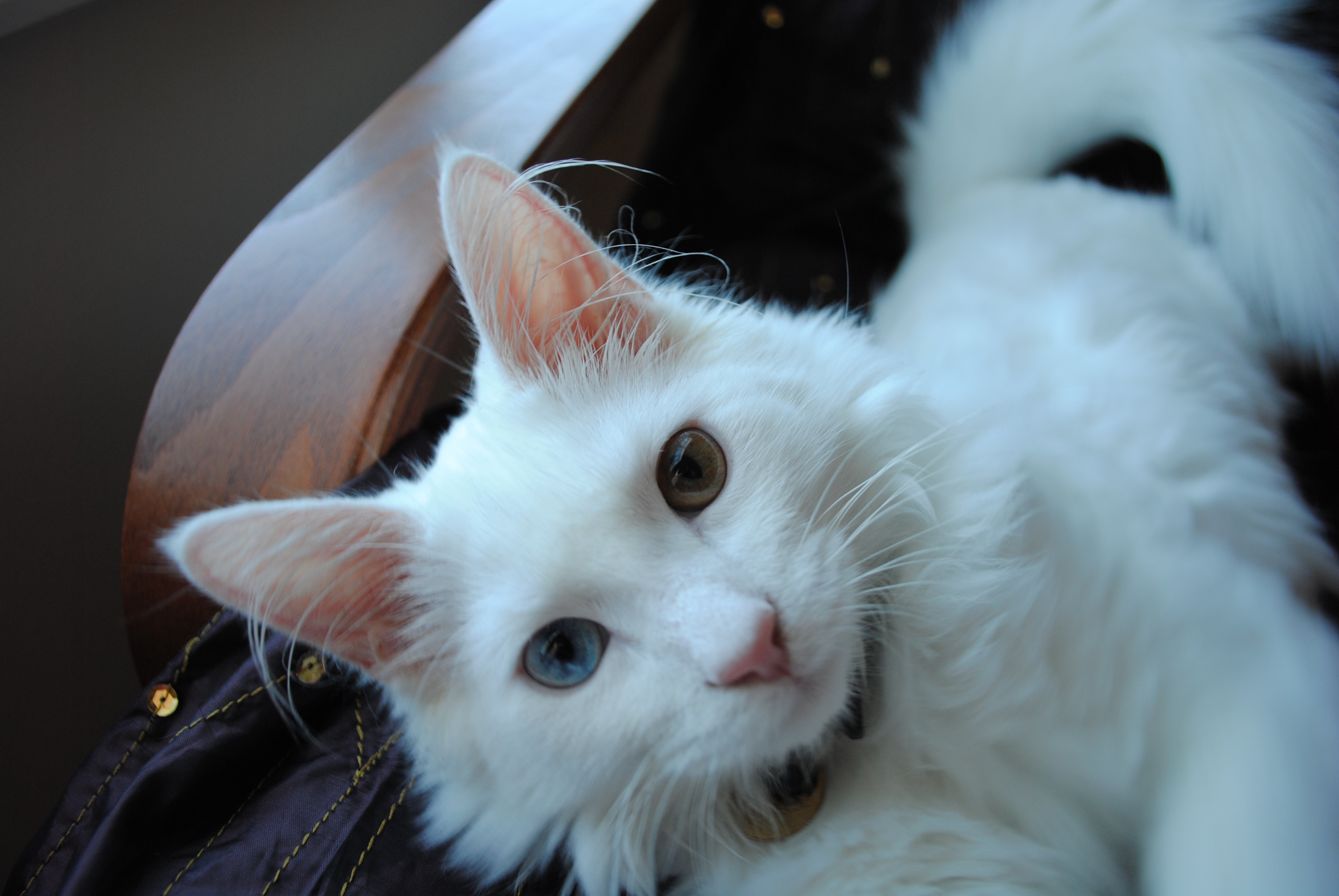 Турецкая ангора (кошка): описание породы и характера