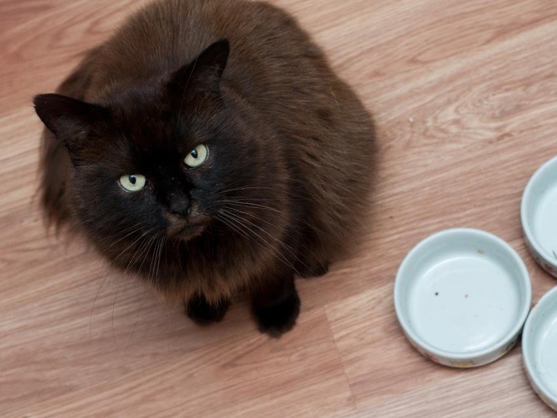 Кошка не ест: почему отказывается от еды