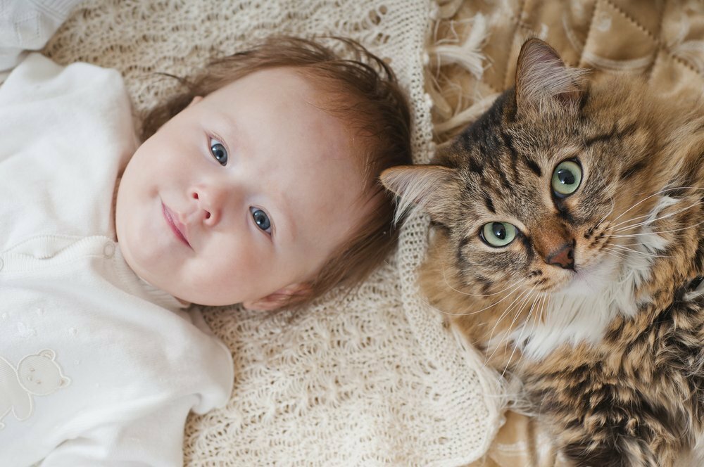 Какую кошку подарить внукам: лучшие породы для детей