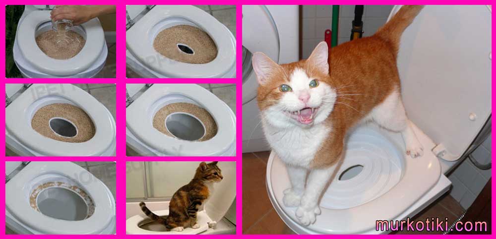 Как часто котята ходят в туалет: сколько раз в день