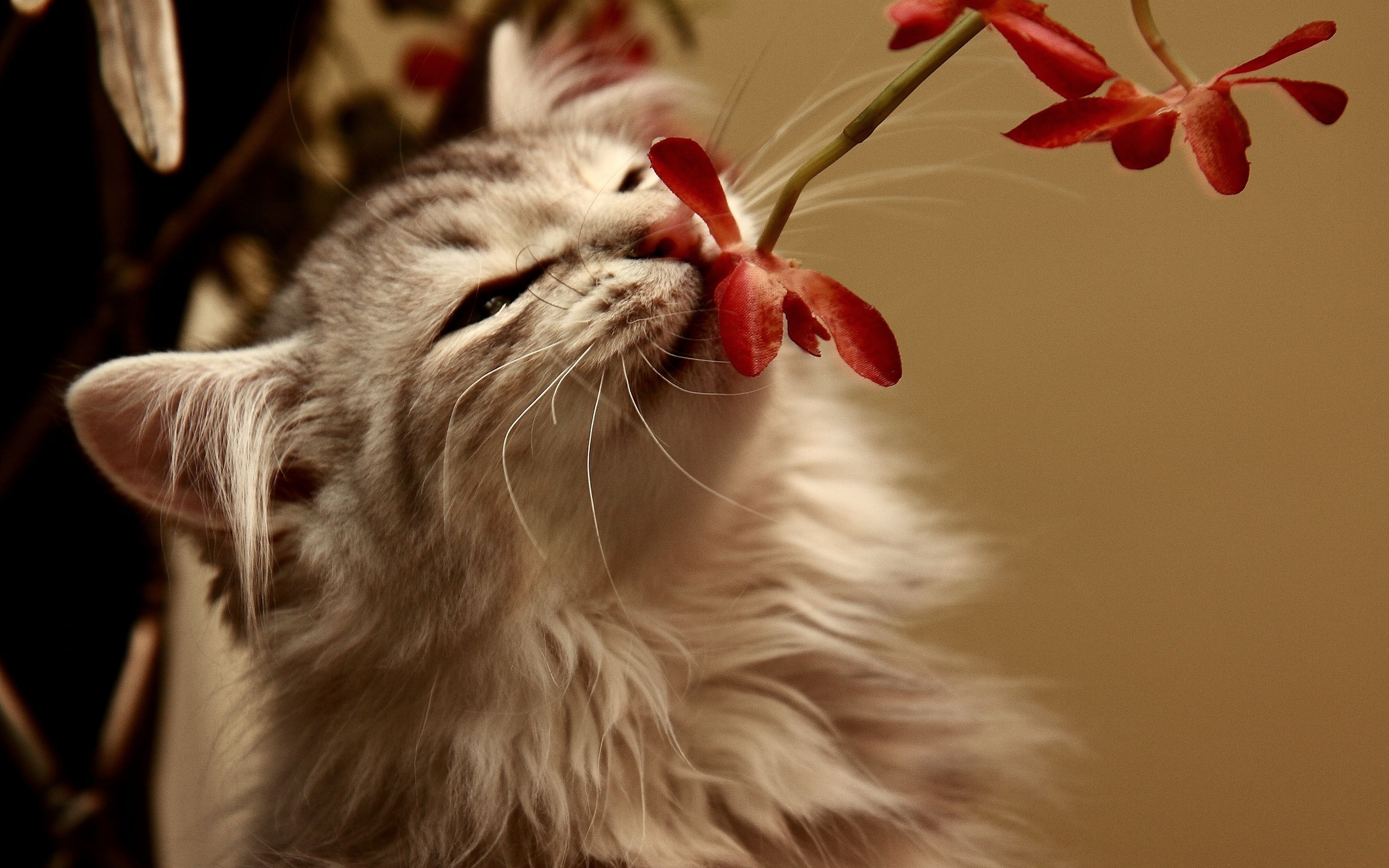 Какие запахи не любят кошки? 5 ароматов, которых кошки просто ненавидят
