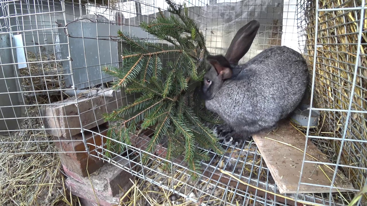 Какие ветки можно давать кроликам зимой: сосновые или еловые