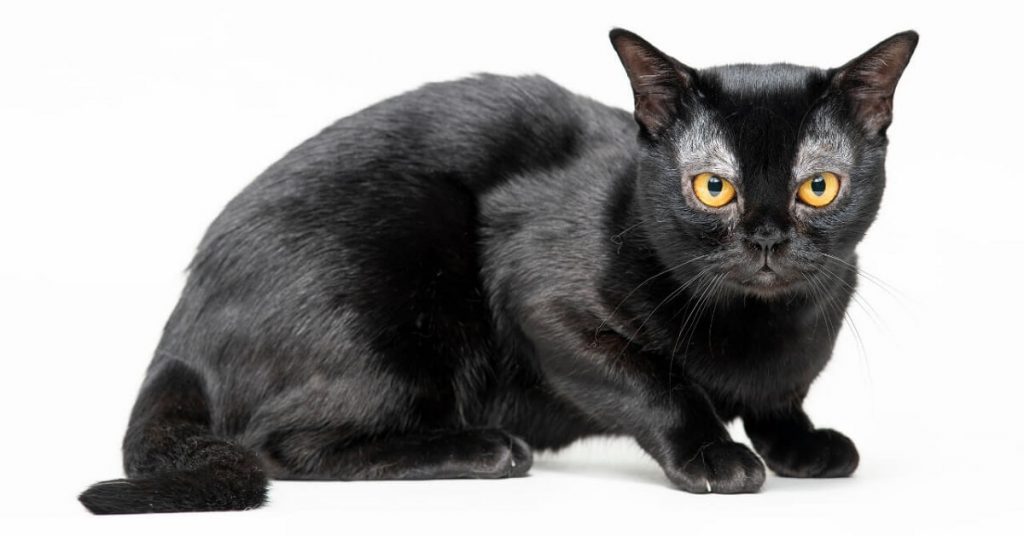 Бомбейская кошка (бомбей)