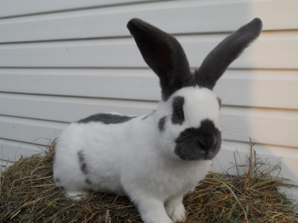 Кролик строкач: описание породы, характеристика, параметры