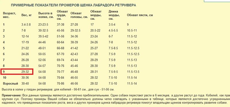 Вес лабрадора по месяцам: сколько весит взрослый