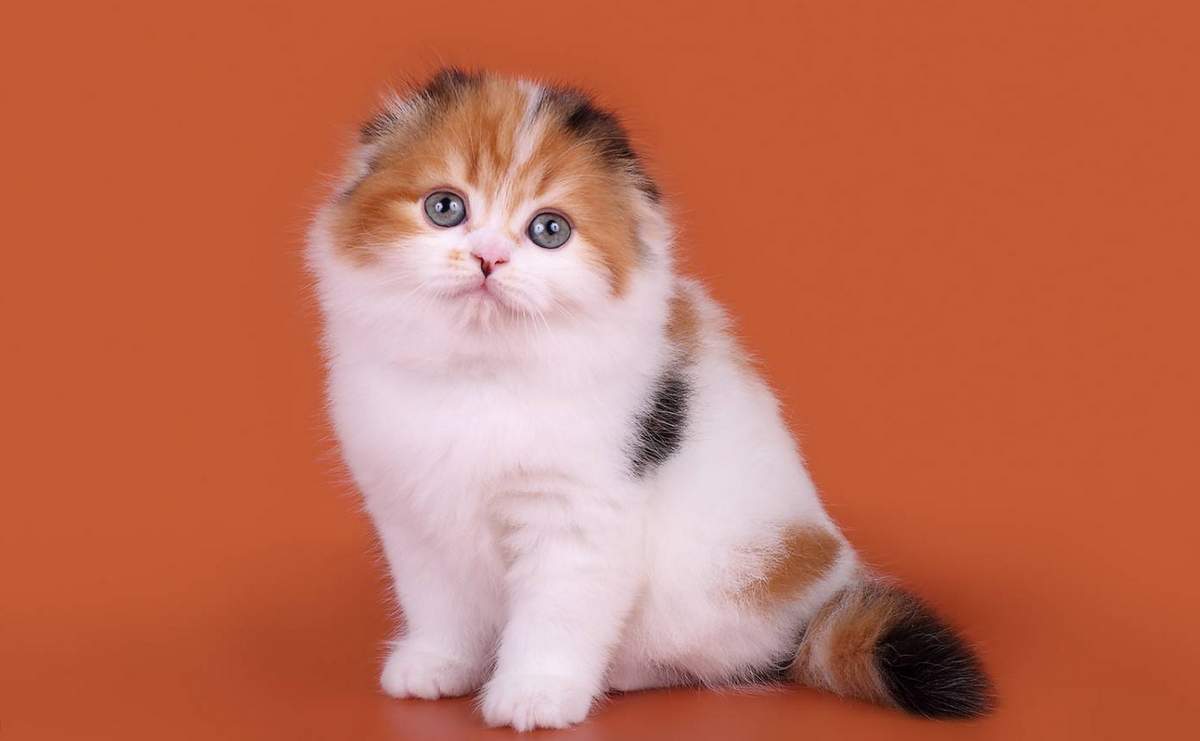 Как назвать трехцветную кошку девочку: интересные варианты кличек