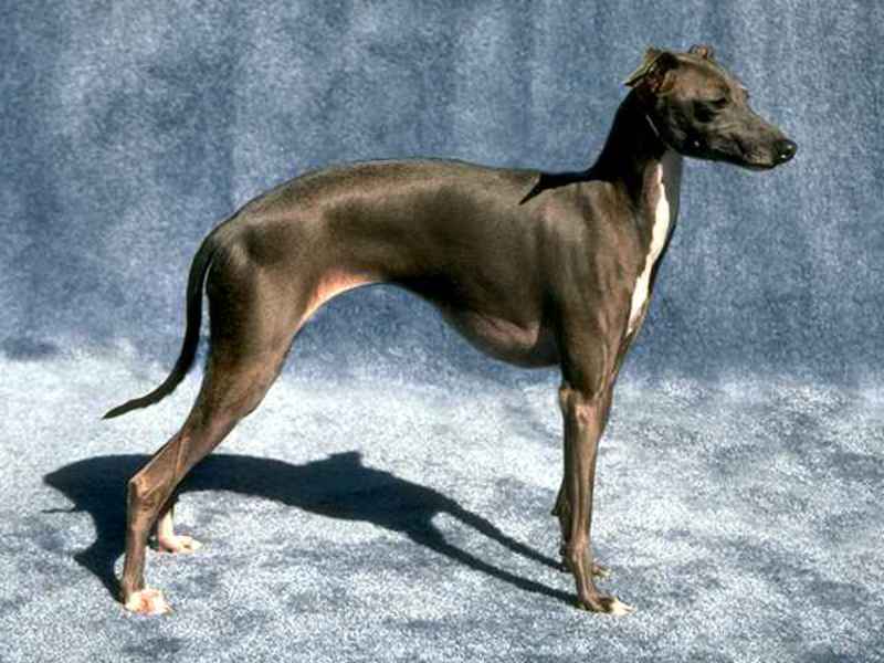 Левретка (собака): итальянская борзая порода
