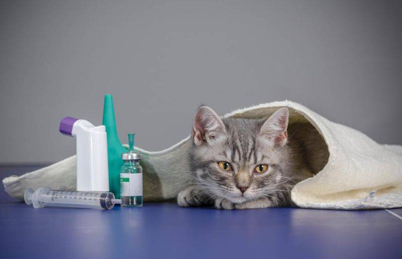 Отравление у кошки: признаки и первая помощь