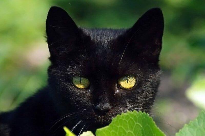 Бомбейская кошка — описание котов породы бомбей