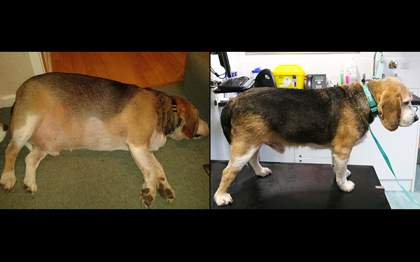 Борьба с ожирением домашних животных