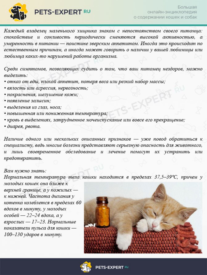 Стресс у кошки: симптомы, после переезда, что делать