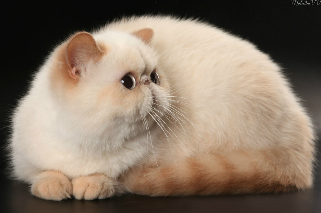 Кошки с приплюснутой мордой: порода