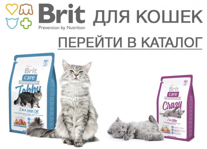 Брит кеа. Брит премиум Кеа для кошек. Brit Premium логотип. Brit корм для кошек реклама. Brit Care линейки для кошек.