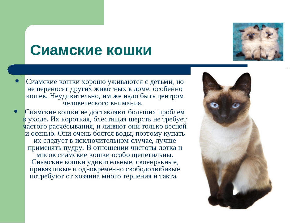 сиамская кошка описание внешности