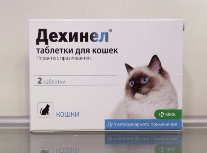 Кошка на нервах: выбираем успокоительное средство