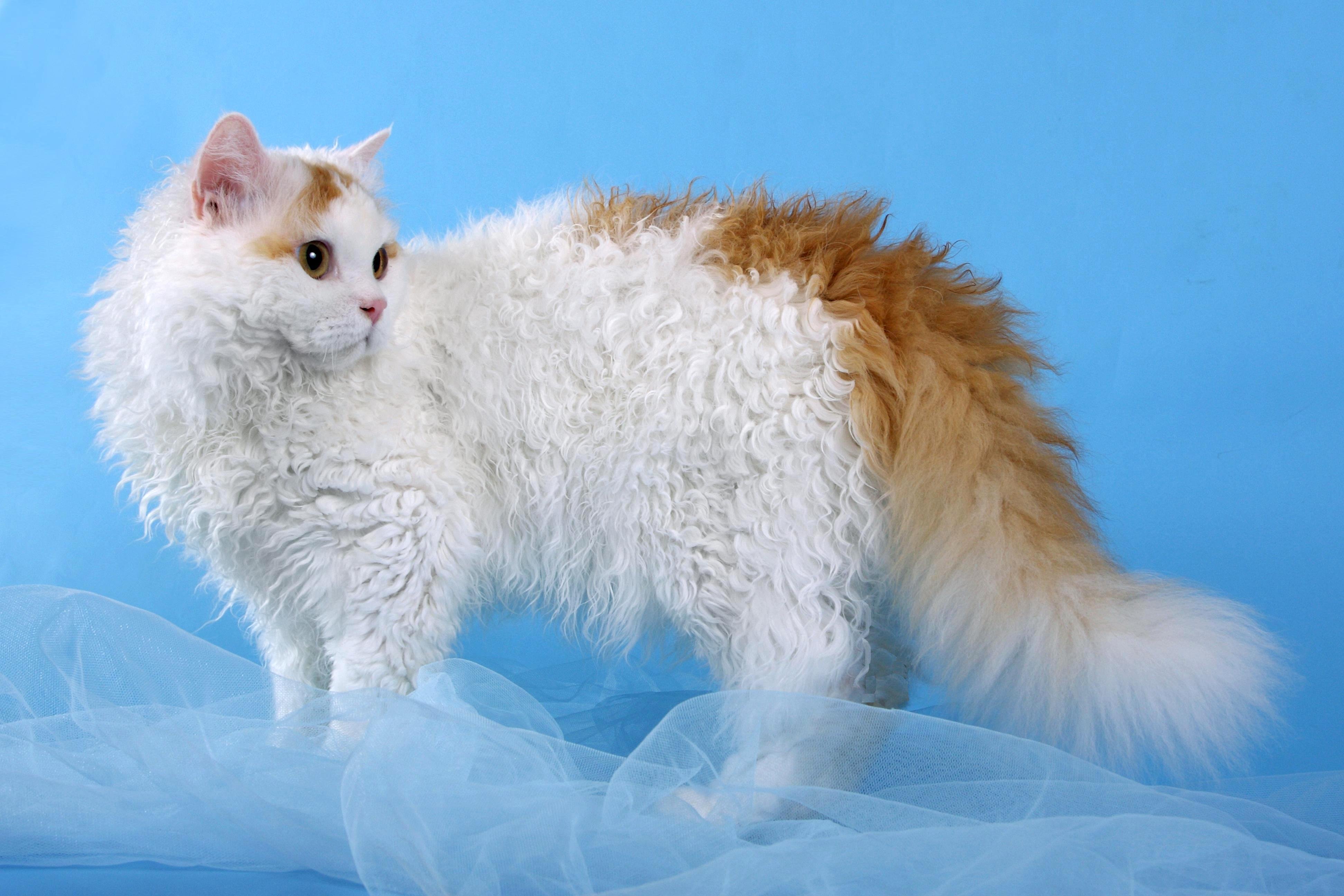 Особенности внешности, характера и содержания кошек породы лаперм