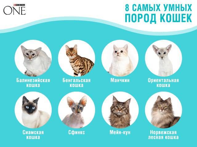 Редкие породы кошек: карельский бобтейл, калифорнийская сияющая кошка и другие