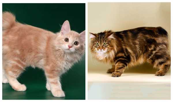 Курильский бобтейл: кошки и коты