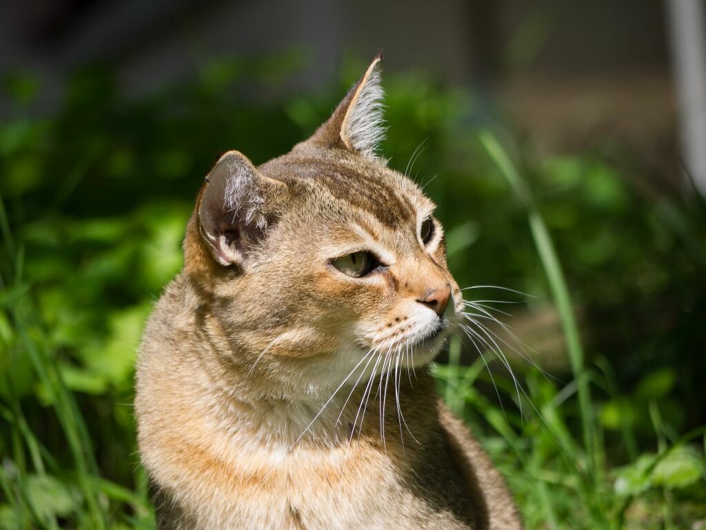 Азиатская табби кошка фото