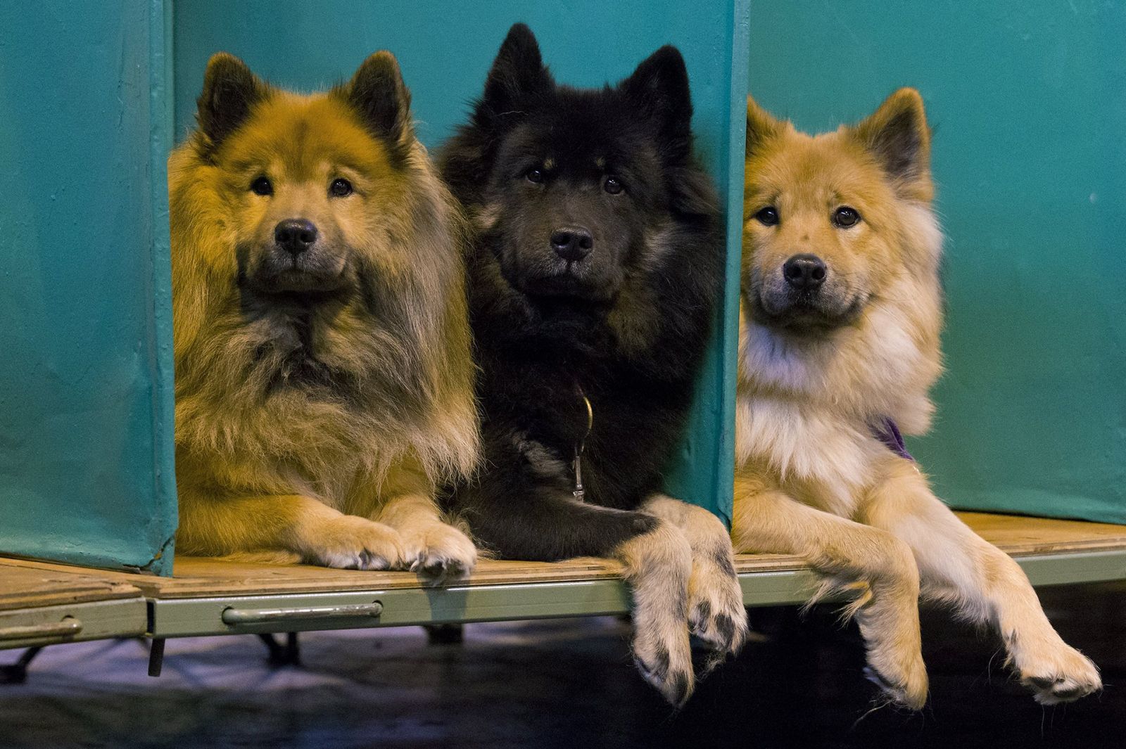 Обзор международной выставки собак Крафт-2016