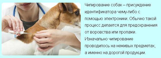 Чипирование собак: что это такое и зачем нужно