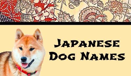 Японские клички для собак, а также корейские для мальчиков и девочек