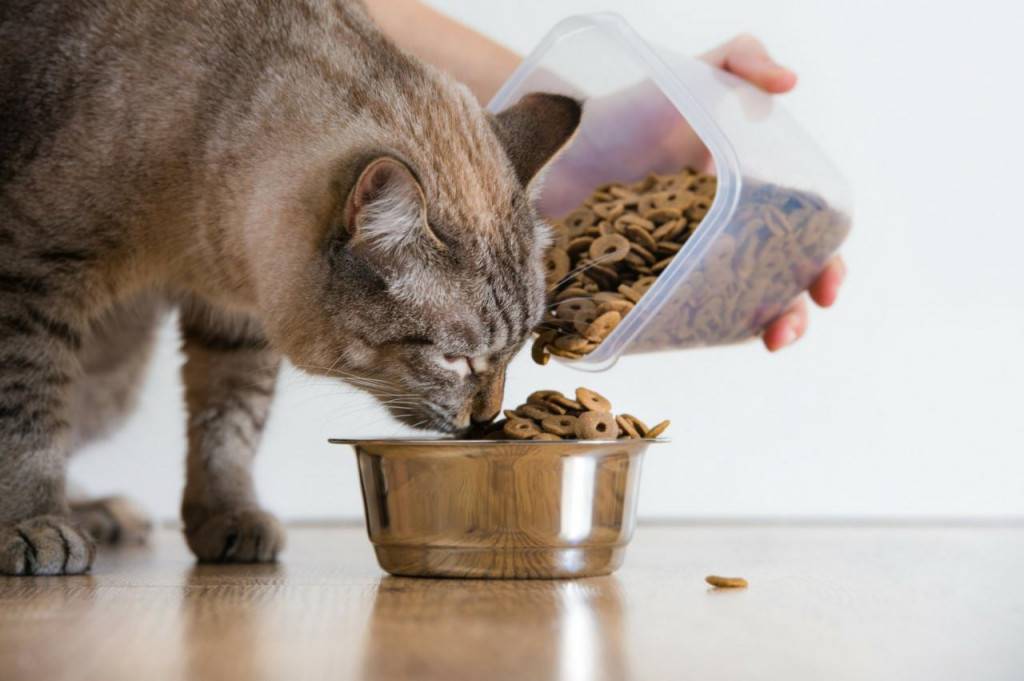 Сухой корм для кошек: рейтинг лучших по мнению ветеринаров