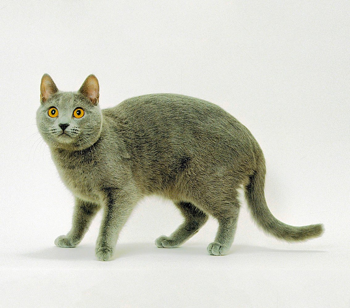 Картезианская кошка (картезианский кот, шартрез)