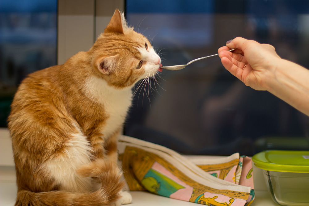 Чем кормить кастрированного кота в домашних условиях