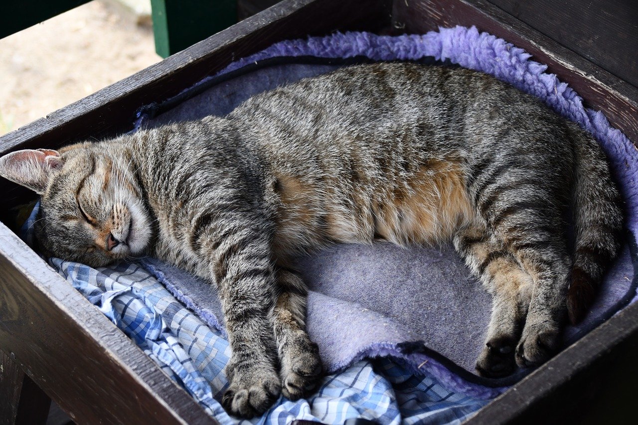 Почему кошки много спят: основные причины и нормально ли это