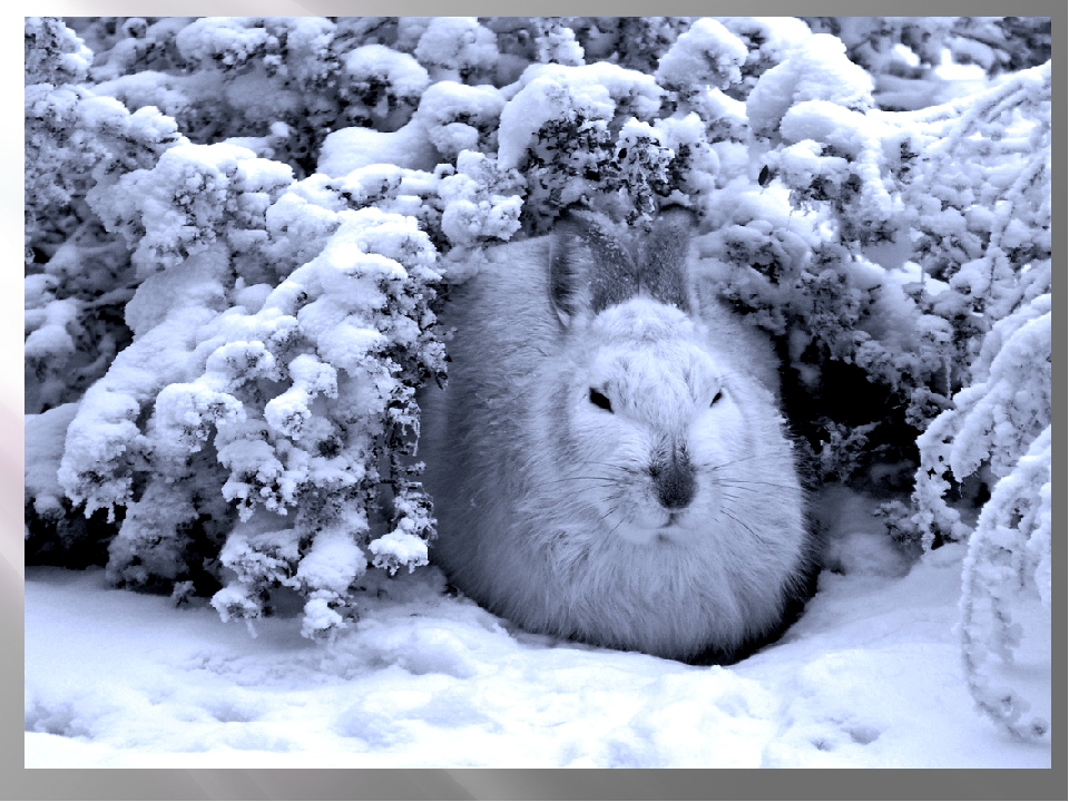 Дикий кролик: где живут в дикой природе в России