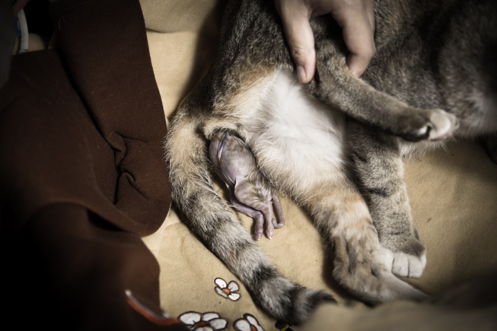 Сколько длится беременность у кошек: продолжительность