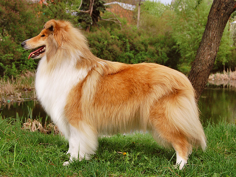 Колли (собака): шотландская овчарка, короткошерстный и длинношерстный