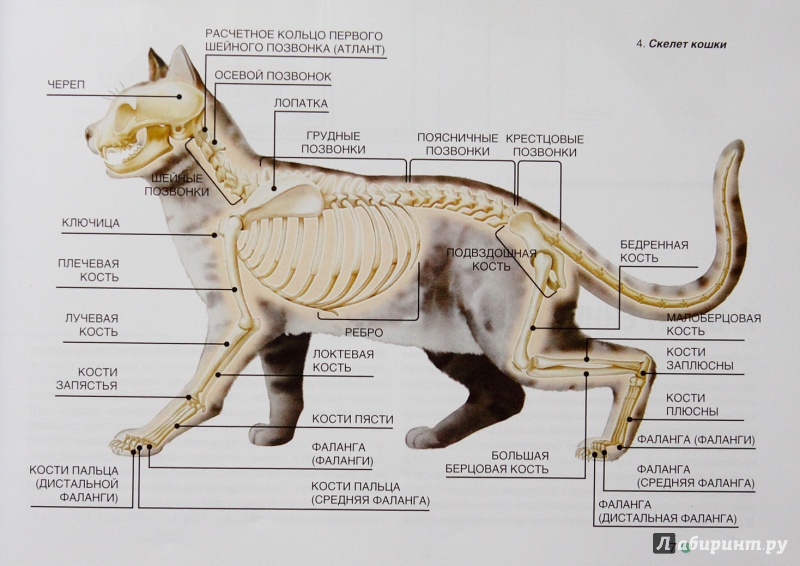 Скелет кошки: анатомия, череп, строение