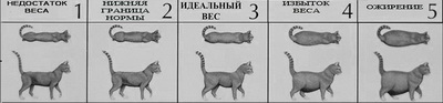 Вес котенка по месяцам: таблица правильного соотношения