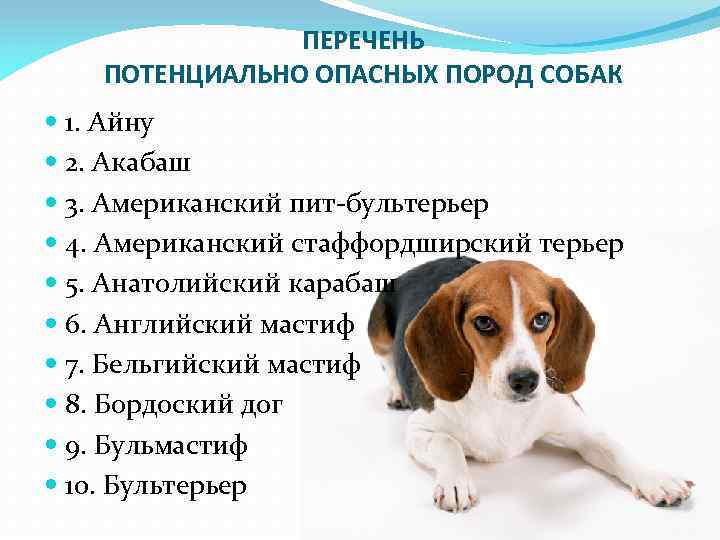 Потенциально опасные породы собак в России: список