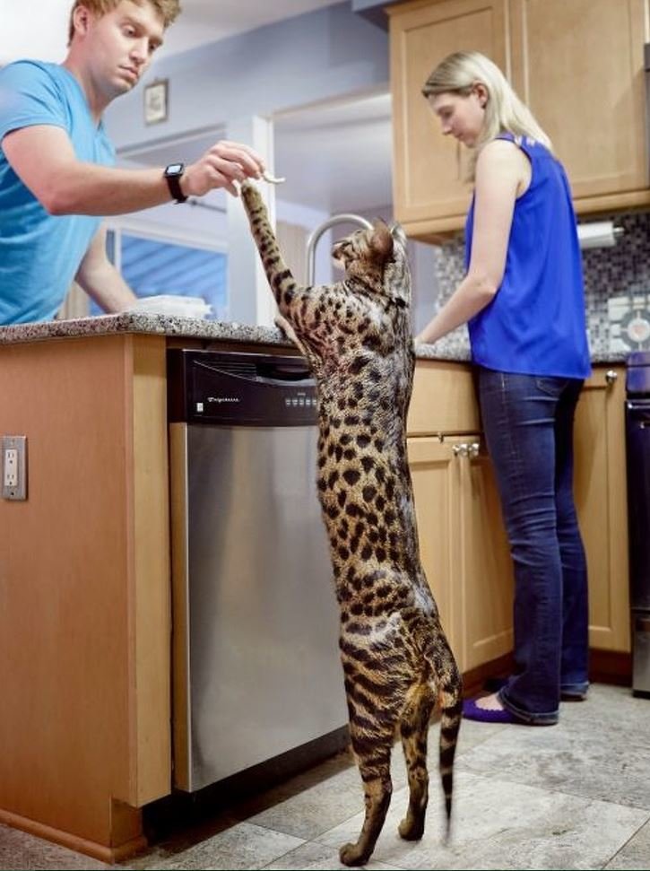 Cамые большие домашние кошки: размер имеет значение