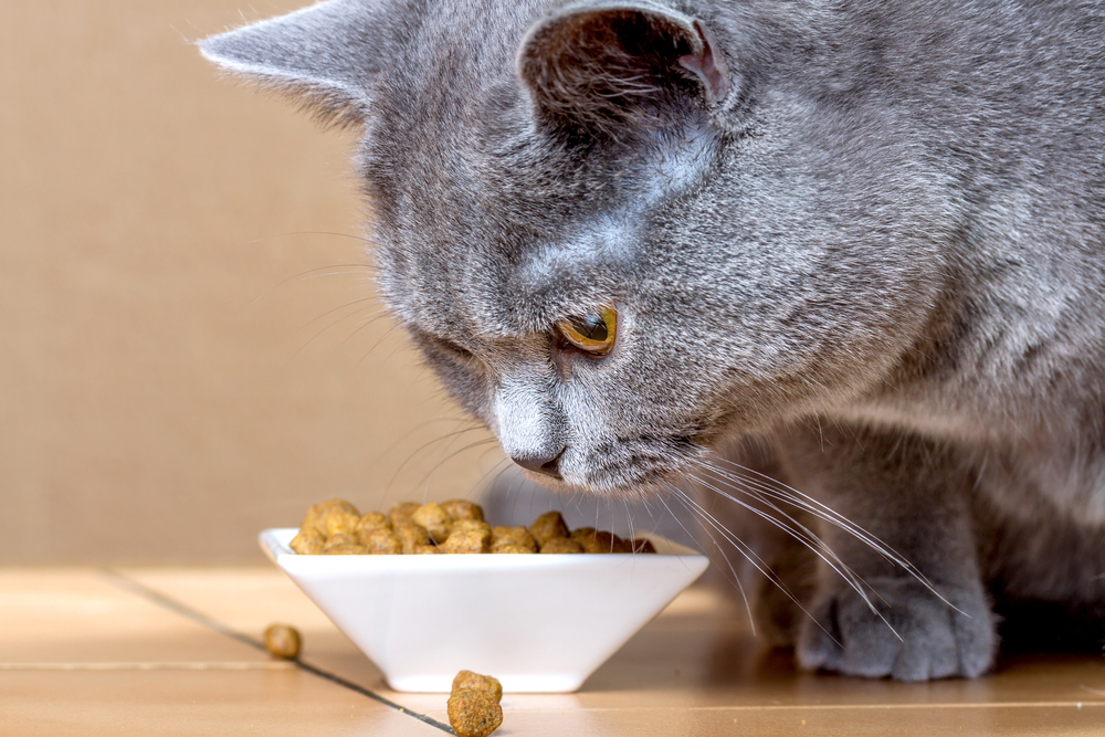 Зачем кошка закапывает еду