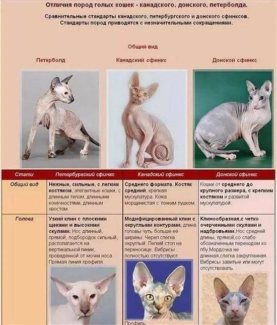 Сфинкс (кошка): сколько стоит, виды, характер