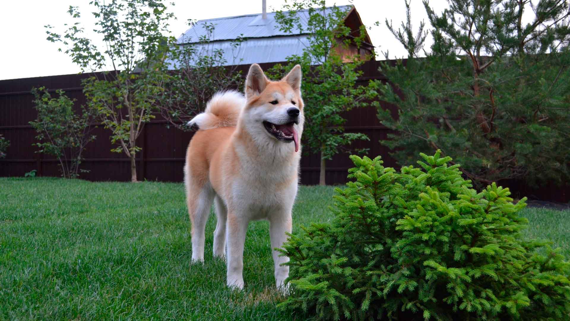 Белоснежная японская собака кисю: отважная охотница со сложным характером